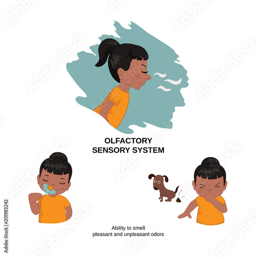 Illustration of human senses