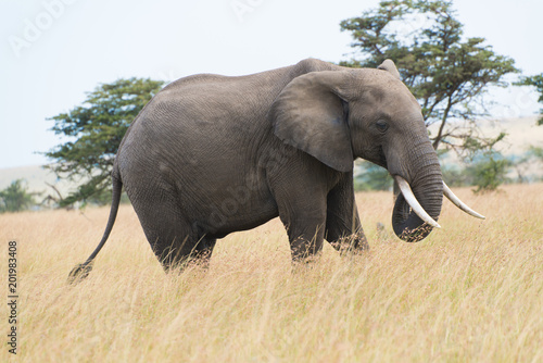 African elephant