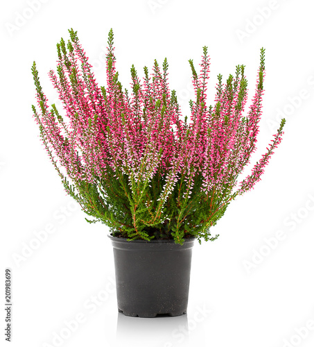 Heather flowers of pink colour isolated on the white background without any shadow reflection. Flowers of pink Calluna vulgaris in pot. Autumn decoration, indoor, outdoor. photo