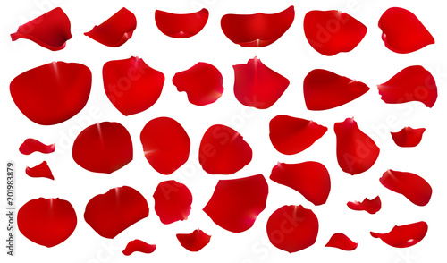 A set of crimson rose petals. Floral design. Beautiful collection of flowers vector illustration.