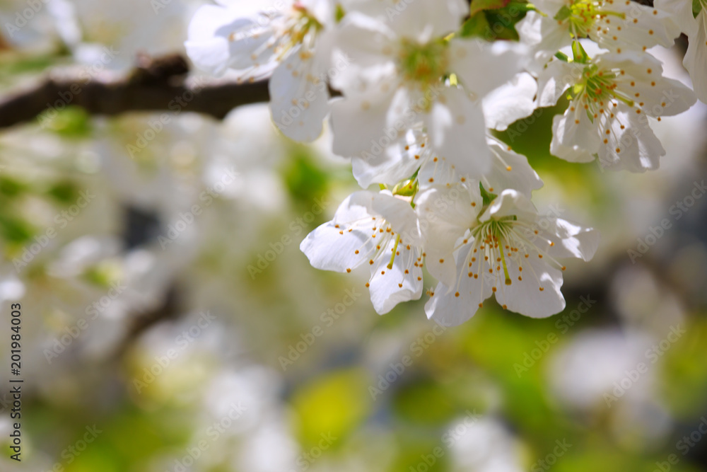 Cherry blossoms in spring . Cherry blossoms in spring .