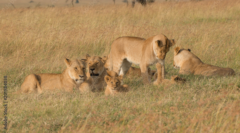 Lion Lion