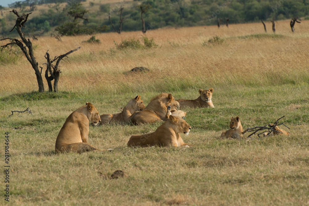 Fototapeta premium lions