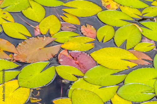 flore aquatique, feuilles flottantes de nénuphar 