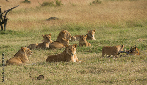 Canvas Print lions