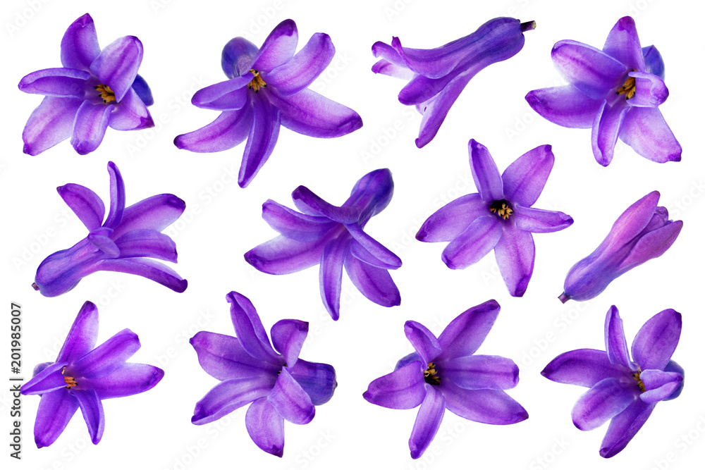 Hyacinth flower isolated on white background Hyacinth flower isolated on white background