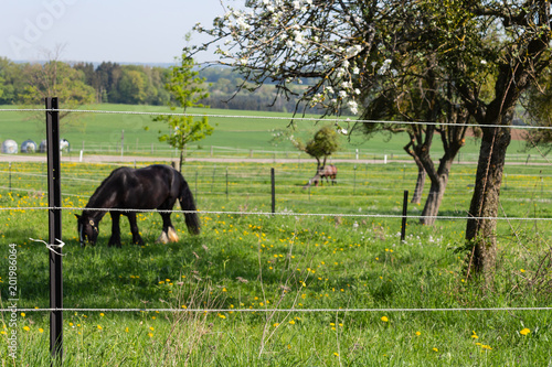 electric pasture fence
