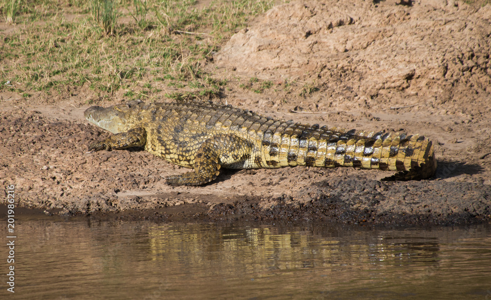 Huge Nile Crocodile Huge Nile Crocodile