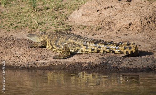 Huge Nile Crocodile 