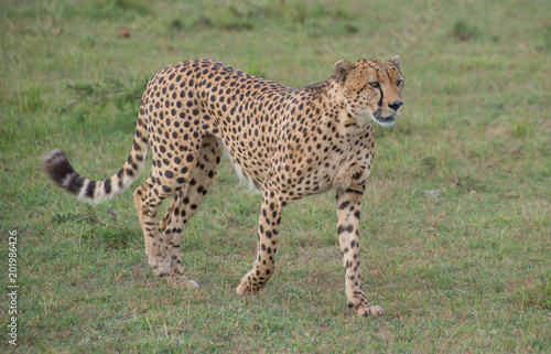 Cheetah © ryan
