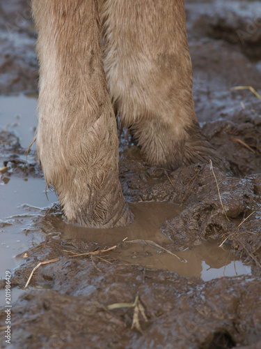 Horse In Mud