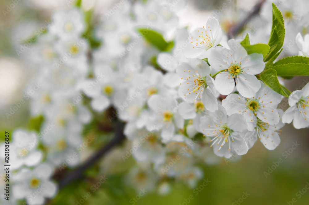 Blossom trees close up.Cherry tree in spring. Blossom trees close up.Cherry tree in spring.
