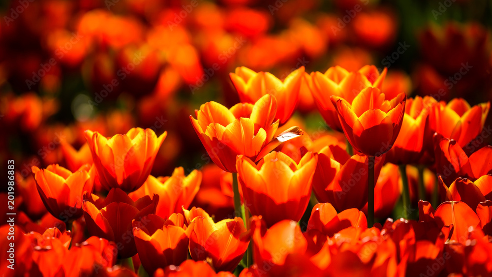 red tulip flowers vivid by sunlight red tulip flowers vivid by sunlight
