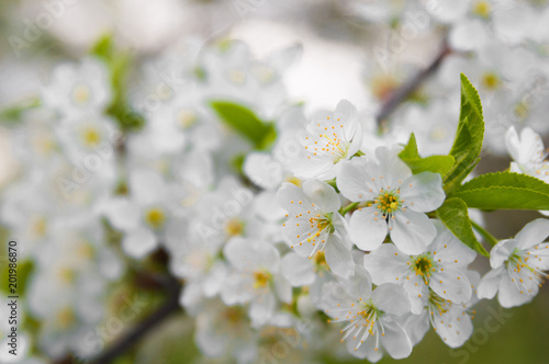 Blossom trees close up.Cherry tree in spring.