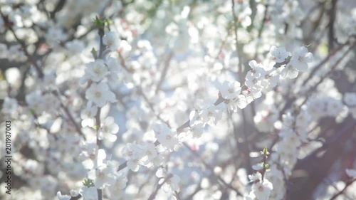 Scenic white spring garden of apricot trees. Closeup view of bright sunny flowers on branches at sunset time outdoors.