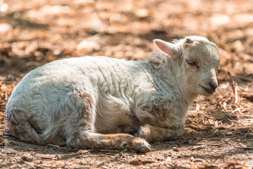 Ouessant sheep, cute lamb lying on the ground
Ouessant sheep, cute lamb lying on the ground