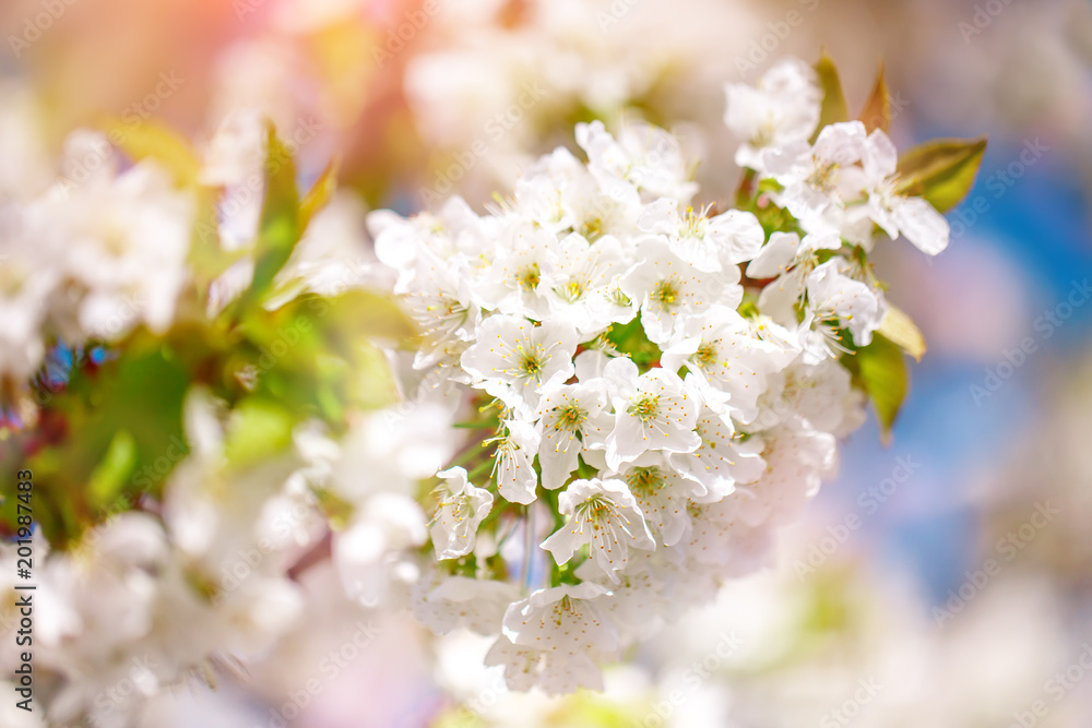 White cherry blossoms in spring sun with blue sky and tender bokeh.