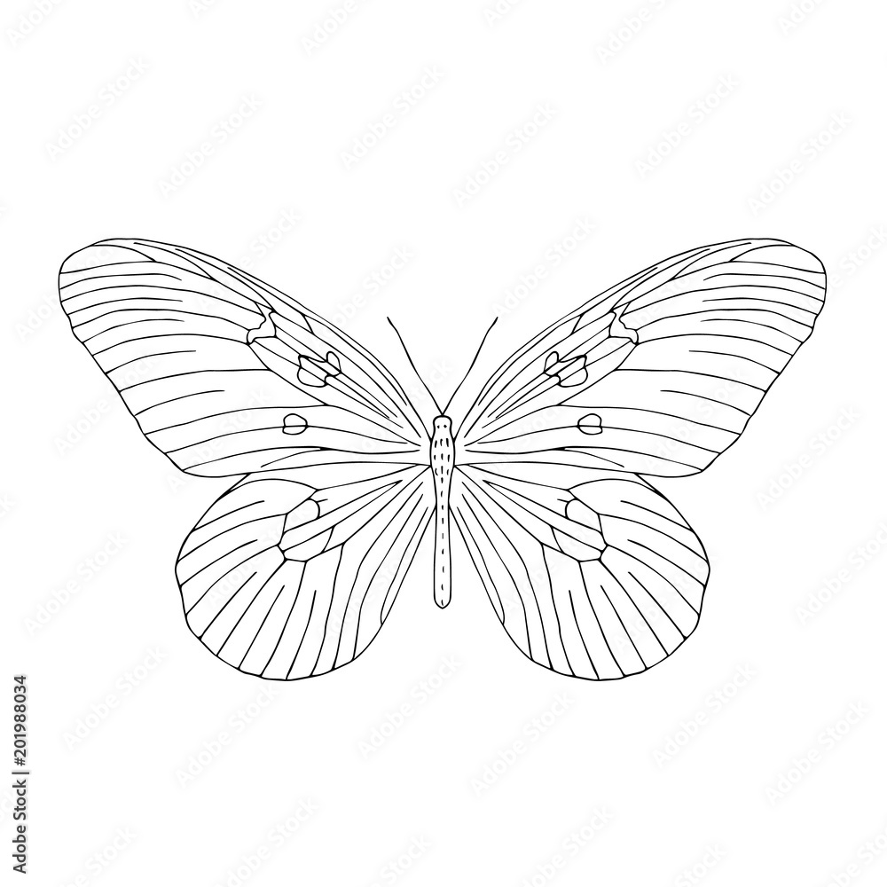 Hand drawn butterfly. Black and white vector illustration for coloring. Hand drawn butterfly. Black and white vector illustration for coloring.