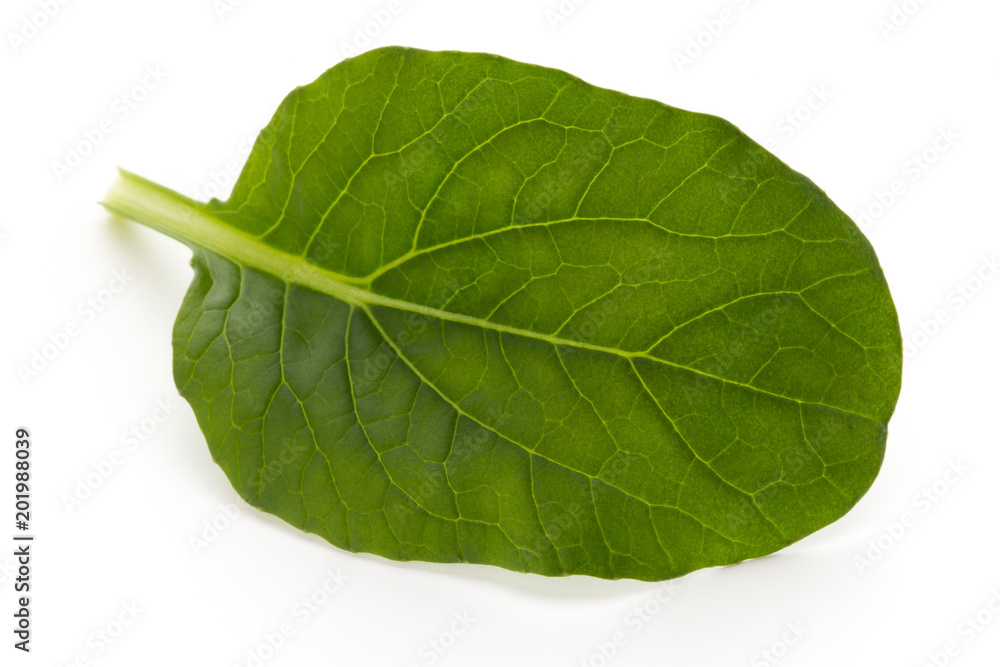 Obraz premium Spinach leaves close up isolated on white.