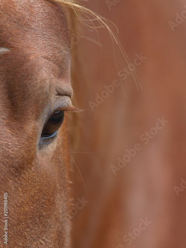 Close Up of the Eye of a Horse