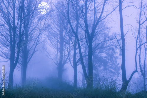 Foggy Night Forest and Full Moon