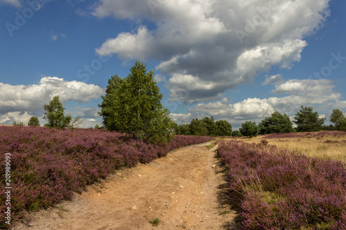 The heather field. Lüneburg, Germany.
