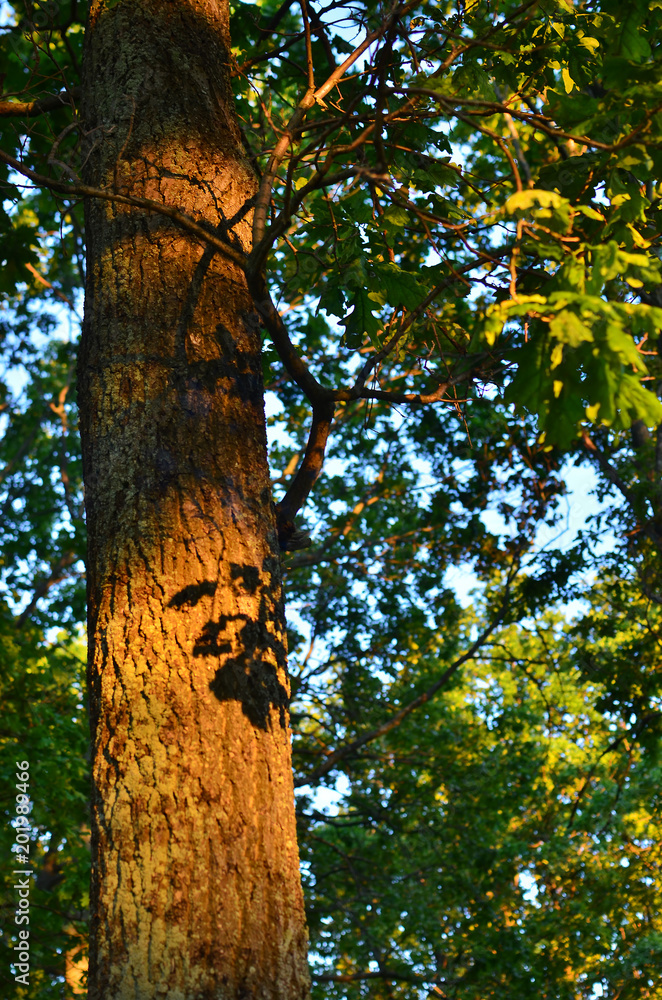 Fototapeta premium decline in the wood