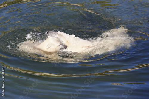 Polar bear swimming with his cub on the water