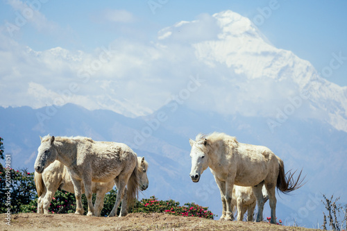beautiful white horses graze next to the mountains in Nepal
