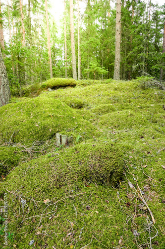 Sunshine in a mossy green f...