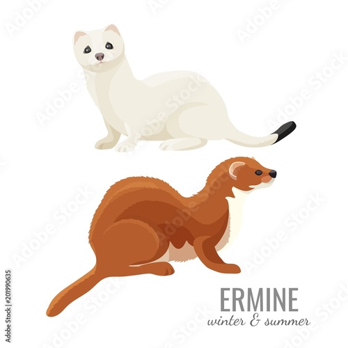 Ermines in winter and summer with white and brown fur