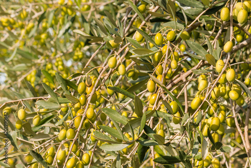 olive tree with ripe green olives 