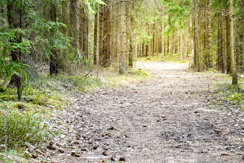 Forest road in a green sunn...