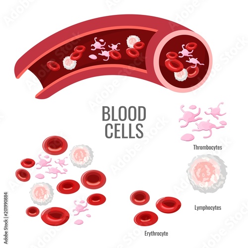 Blood cells exploration scientific poster with microscopic bodies