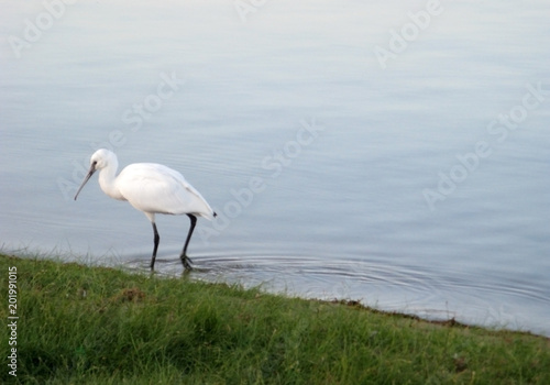 CRANE BIRD ON THE LAKE