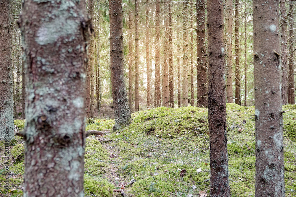 Pathway in a green, mossy, sunny forest. Pathway in a green, mossy, sunny forest.