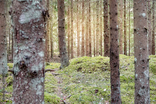 Pathway in a green, mossy, ...
