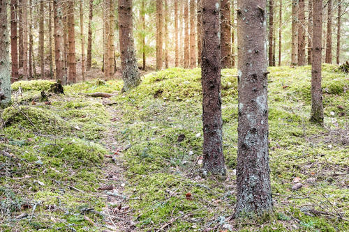 Pathway in a green, mossy, ...