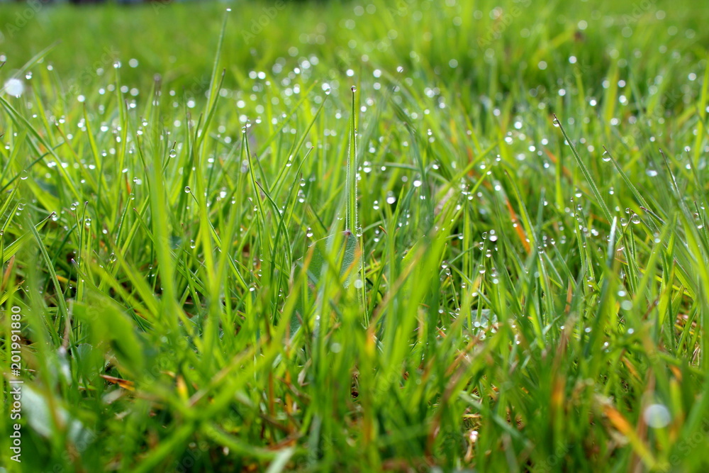 blades of grass with morning dew closeup blades of grass with morning dew closeup