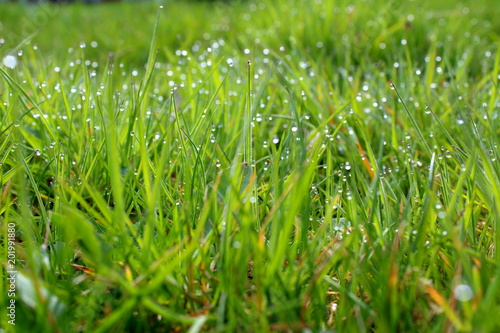 blades of grass with morning dew closeup