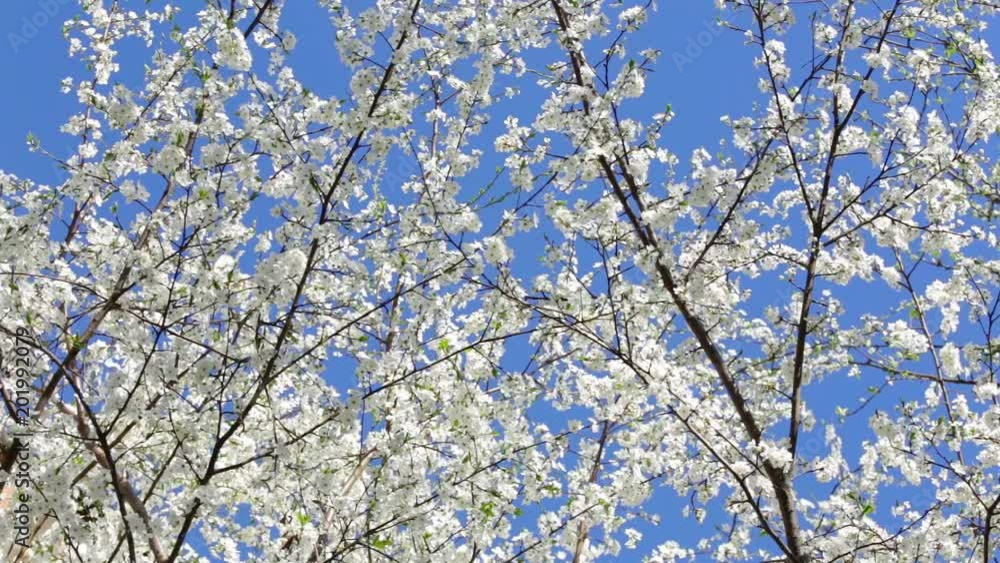 Beautiful spring garden. Branches with white flowers isolated at bright blue clear sky. Beautiful spring garden. Branches with white flowers isolated at bright blue clear sky.
