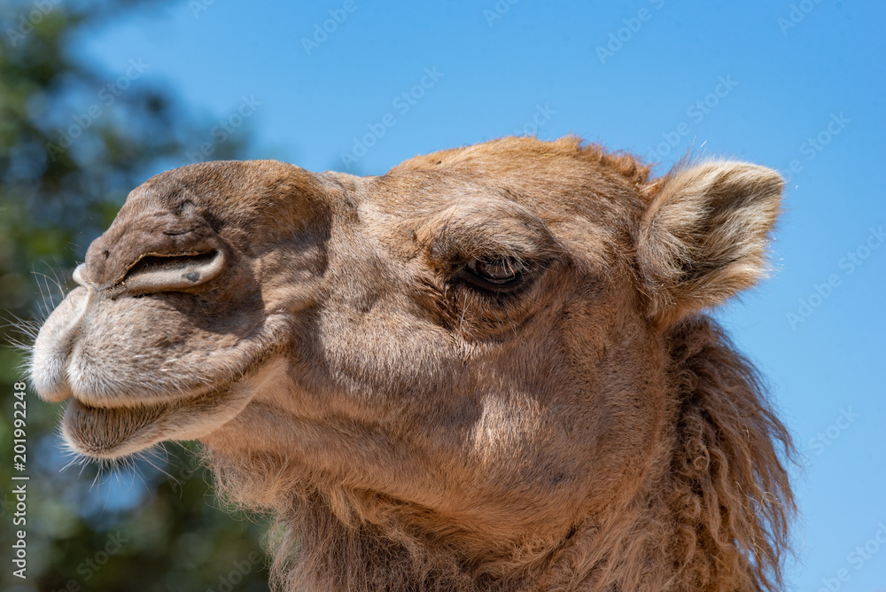 Portrait of a camel in nature (Camelus dromedarius)