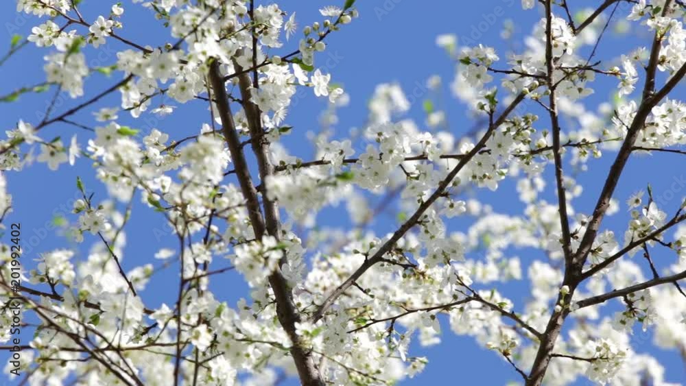 Closeup view of beautiful spring trees with fresh young white flowers isolated at bright blue sky background. Closeup view of beautiful spring trees with fresh young white flowers isolated at bright blue sky background.