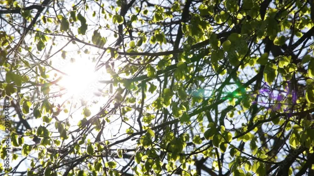 Beautiful bright sunshine among young fresh foliage of trees on warm spring day outdoors. Charming natural background with backlit. Beautiful bright sunshine among young fresh foliage of trees on warm spring day outdoors. Charming natural background with backlit.