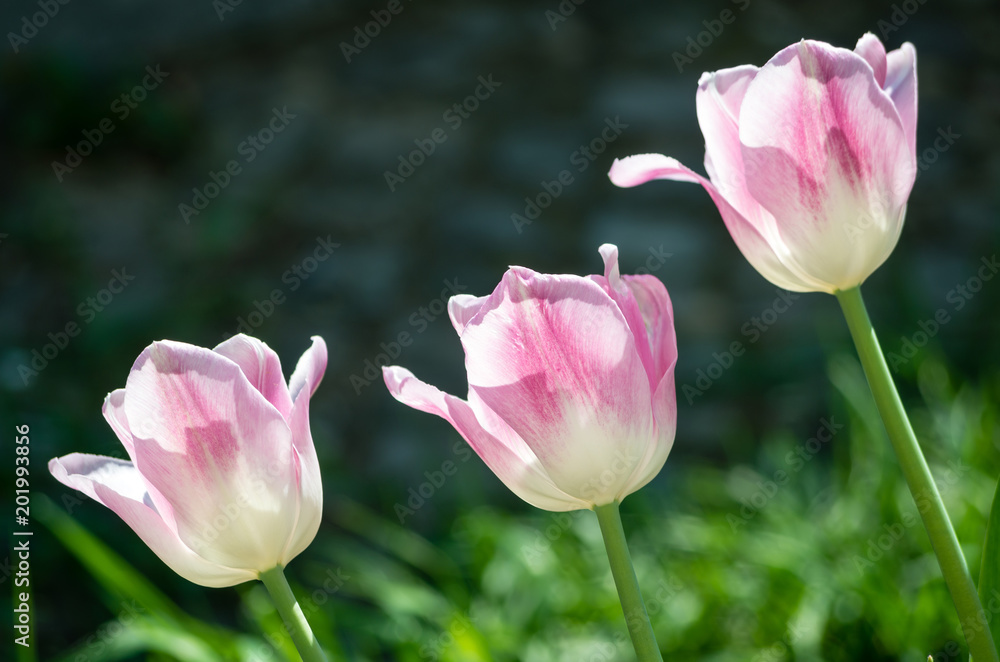 Closeup Photo of Three White-And-Pink Rose Flowers in Berlin, Germany