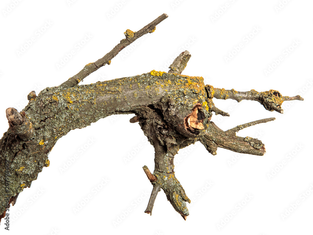 dry branch of apricot tree. Isolated on white background dry branch of apricot tree. Isolated on white background