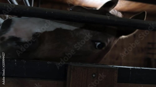 the horse in the stable. The horse shows teeth photo