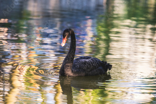 Black swan on a lake   © 2207918