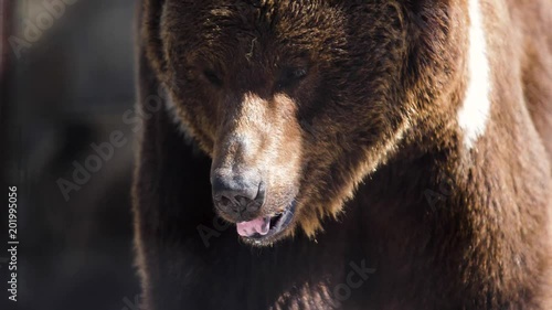 muzzle of a huge brown bear