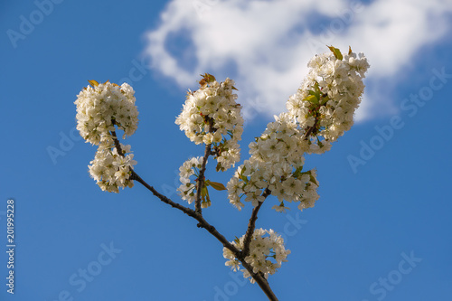 branch of a blossoming apricot against the blue sky